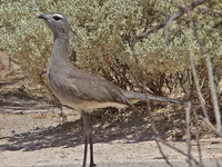 Чунга или черноногая кариама