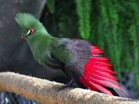 Турако или бананоед