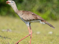 Хохлатая кариама