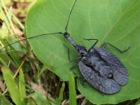 Жужелица листовидка (Mormolyce phyllodes)