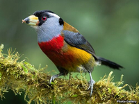 Туканий бородастик