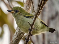 Зелёный медник