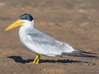 Чернолобая крачка