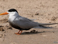 Белокрылая болотная крачка