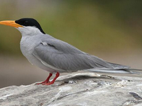 Чёрная болотная крачка