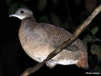 Белогорлый тинаму