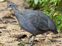 Серый тинаму