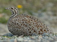 Патагонский горно-степной тинаму