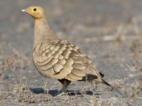 Сенегальский рябок