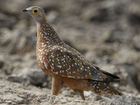 Пятнистый рябок