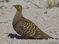 Намакский или южноафриканский рябок