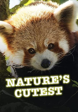 Самые милые существа / Nature’s Cutest