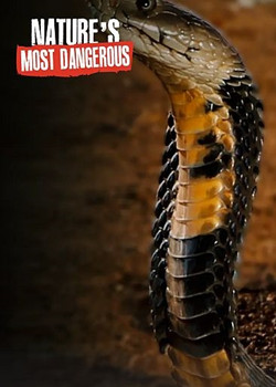 Самые опасные существа / Nature’s Most Dangerous