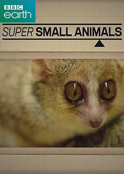 Звери в миниатюре / Super Small Animals